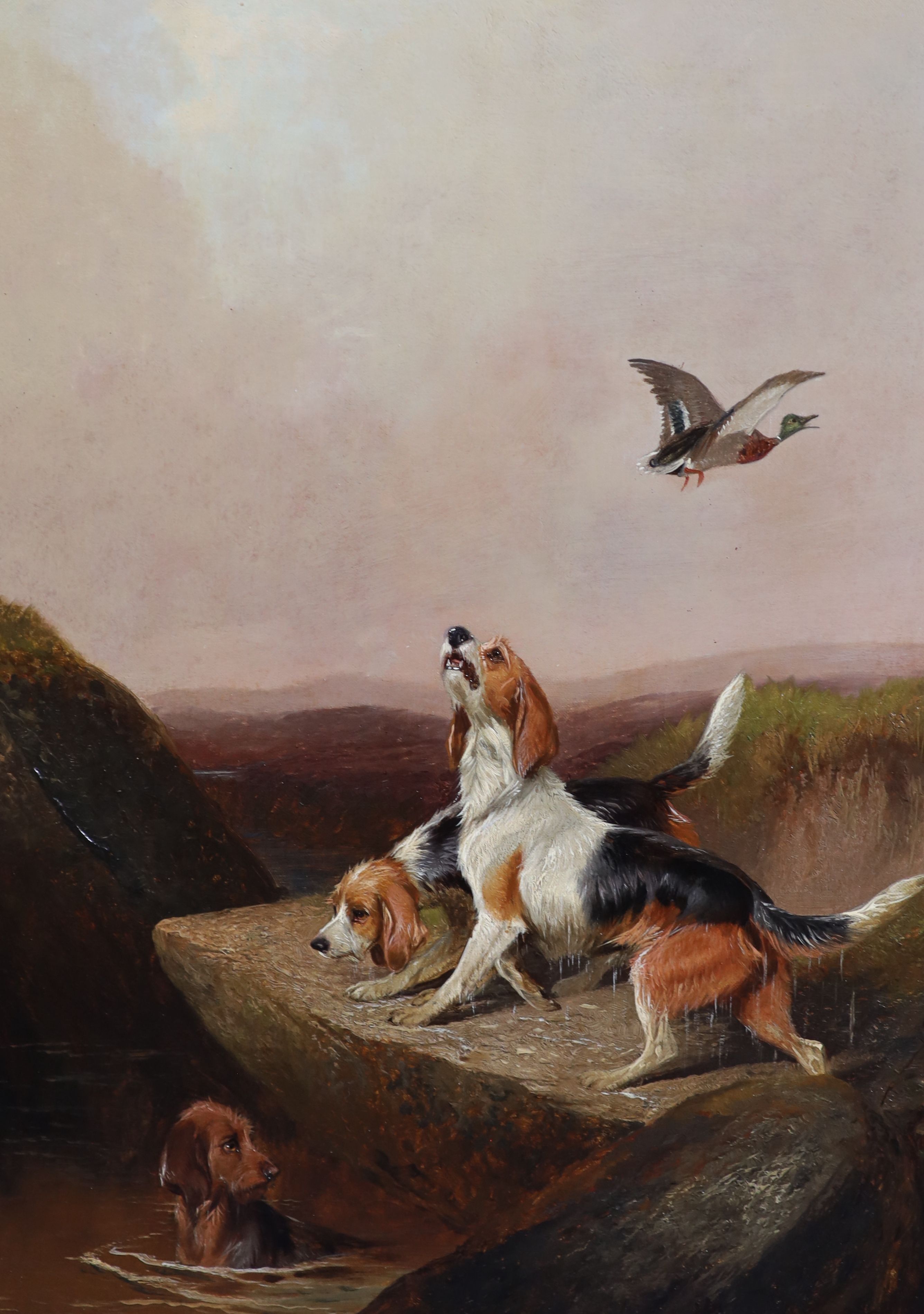 Colin Graeme (1868-1910), Otter hounds putting up a mallard, oil on canvas, 59 x 44cm
